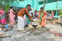 Pongal Celebrations